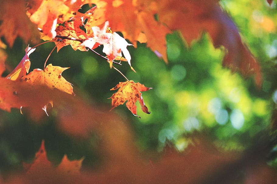 selective focus photography of brown-leafed tree, wallpaper, green HD wallpaper
