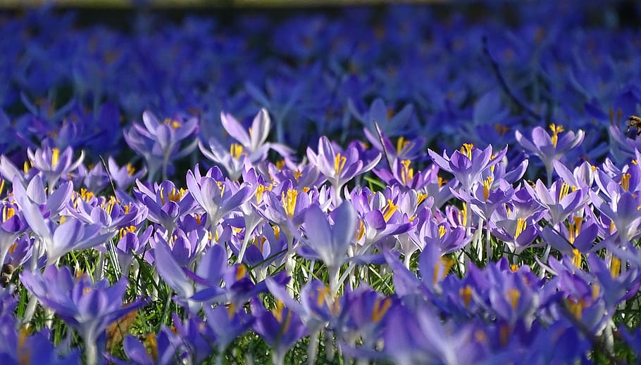 spring, flower, garden, crocus, nature, plant, blossom, bloom HD wallpaper