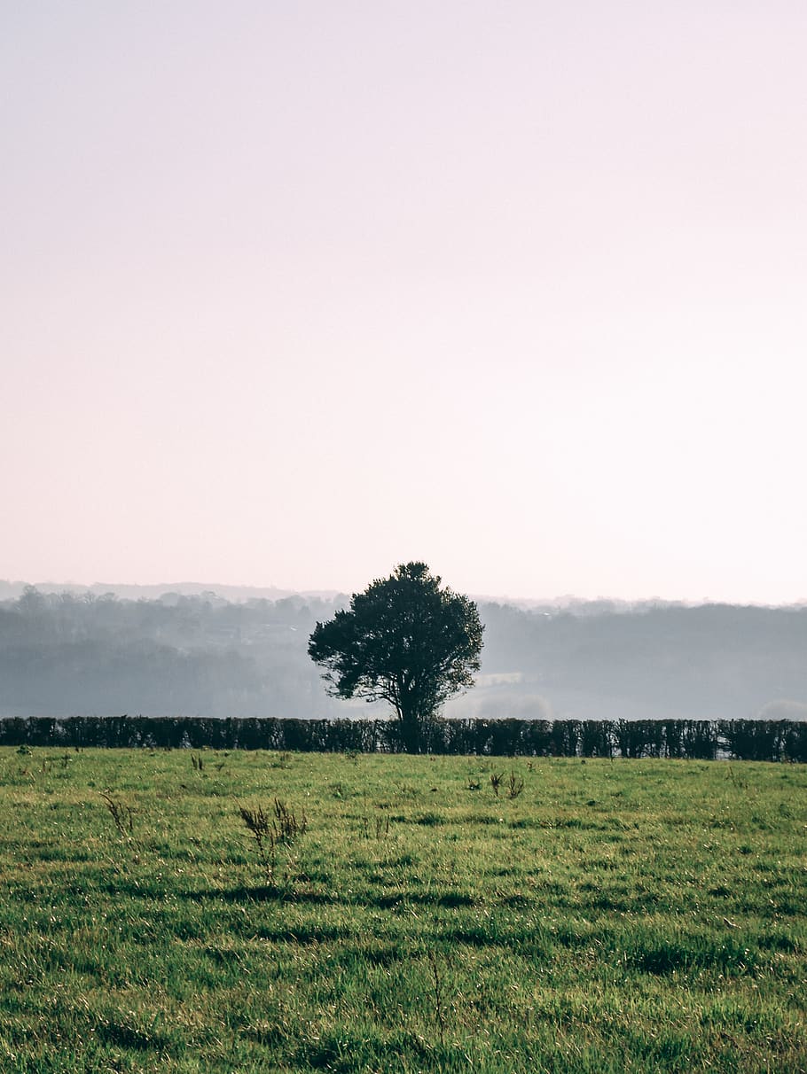 green-leafed tree, nature, plant, outdoors, field, grassland HD wallpaper