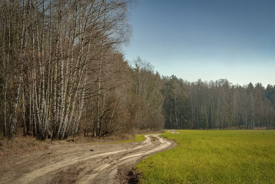 trees, road, autumn, plant, land, tranquil scene, tranquility HD wallpaper