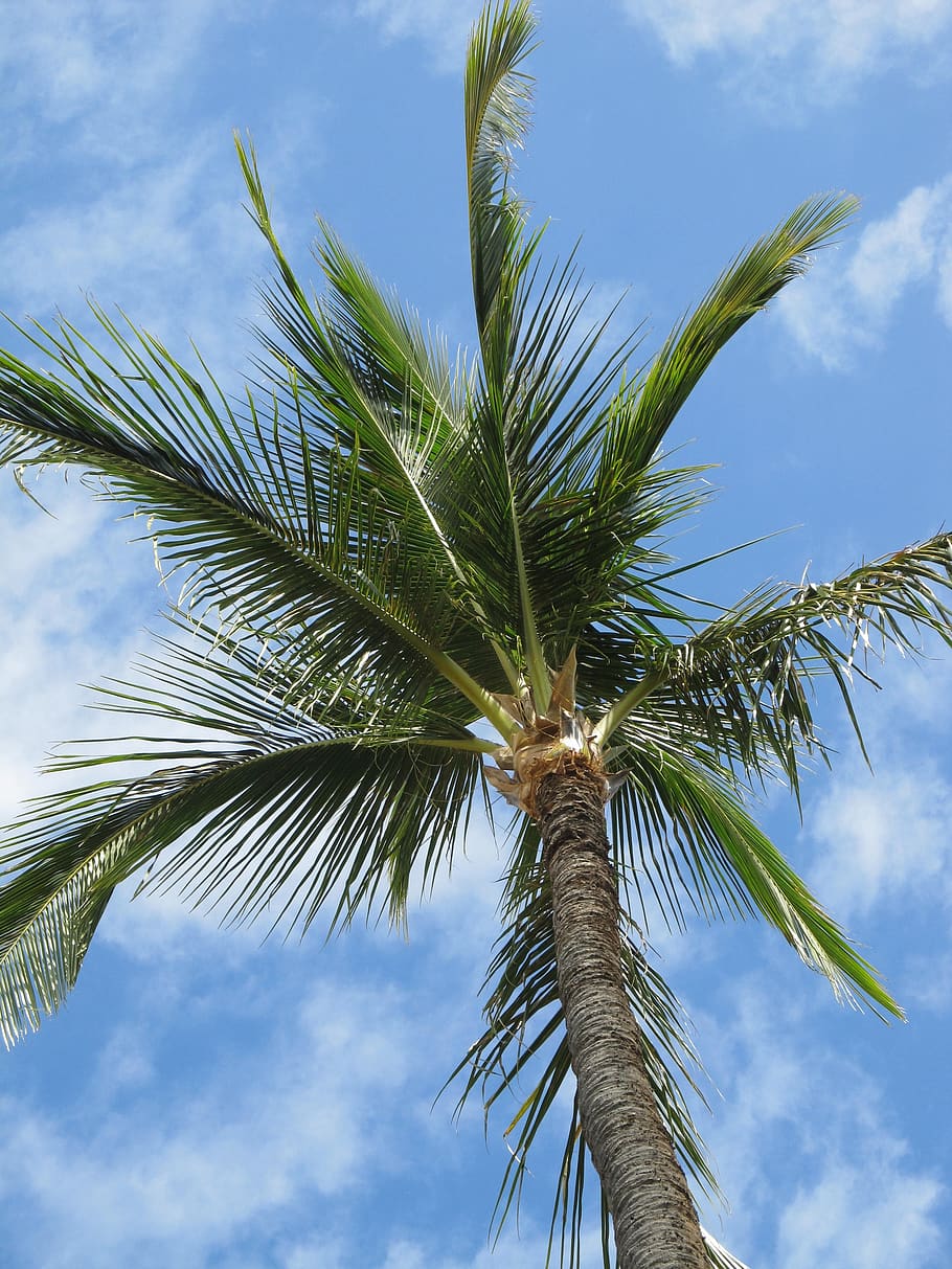 palm tree, clouds, beach, maui, hawaii, usa, tourism, sky, water HD wallpaper