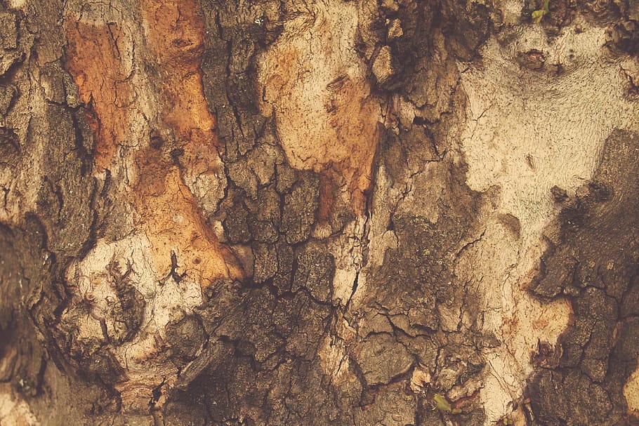 wood, bark, tree, surface, texture, nature, brown, rough, backgrounds HD wallpaper