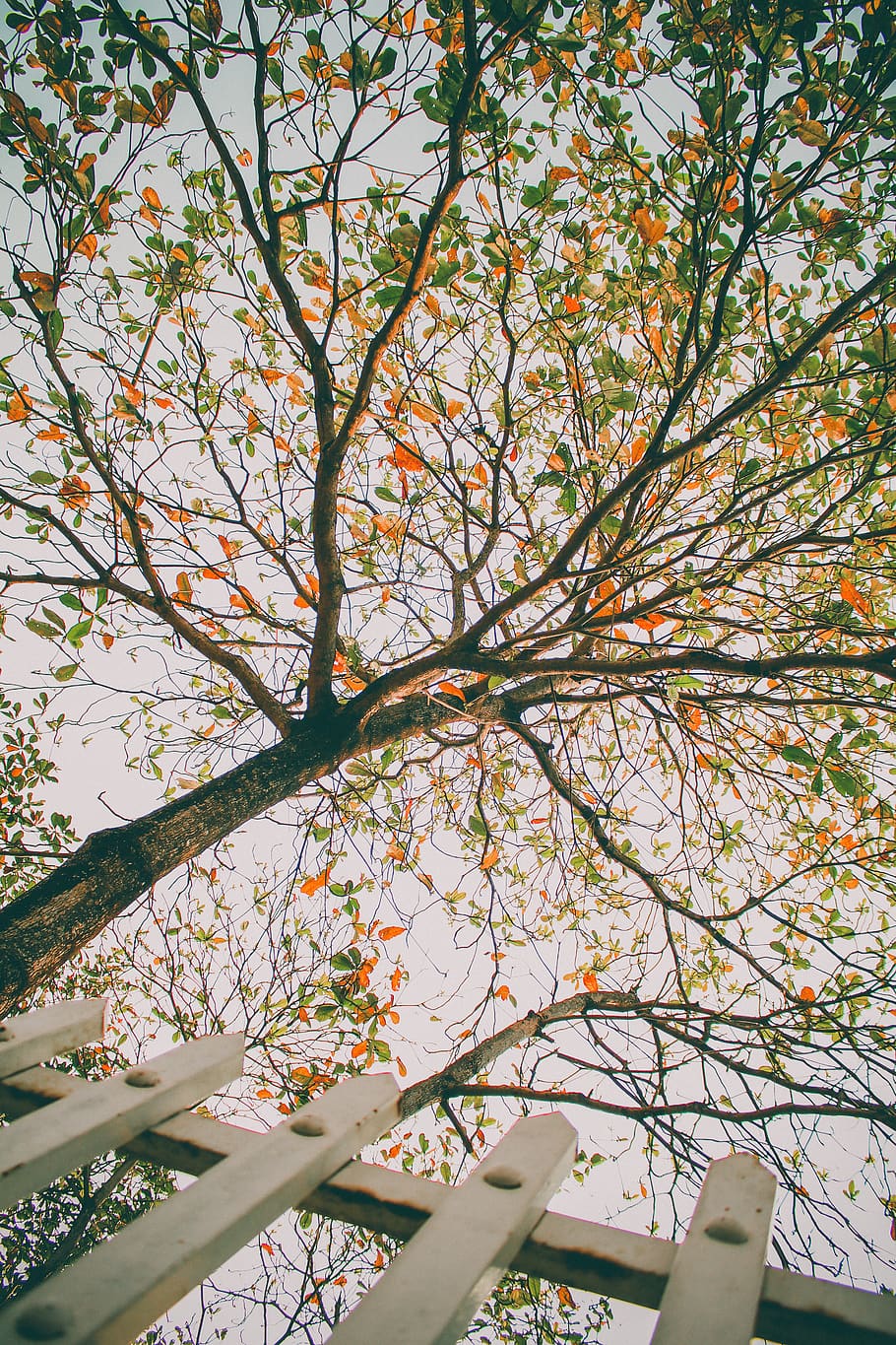 plant, tree, tree trunk, leaf, maple, clothing, apparel, undershirt HD wallpaper