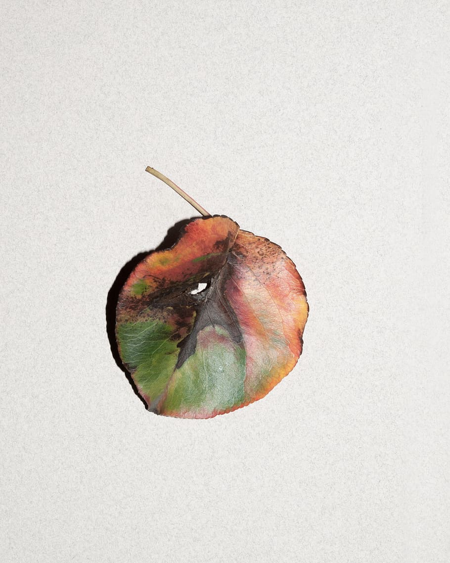 leaf, fall, autumn, orange, green, white background, studio shot HD wallpaper