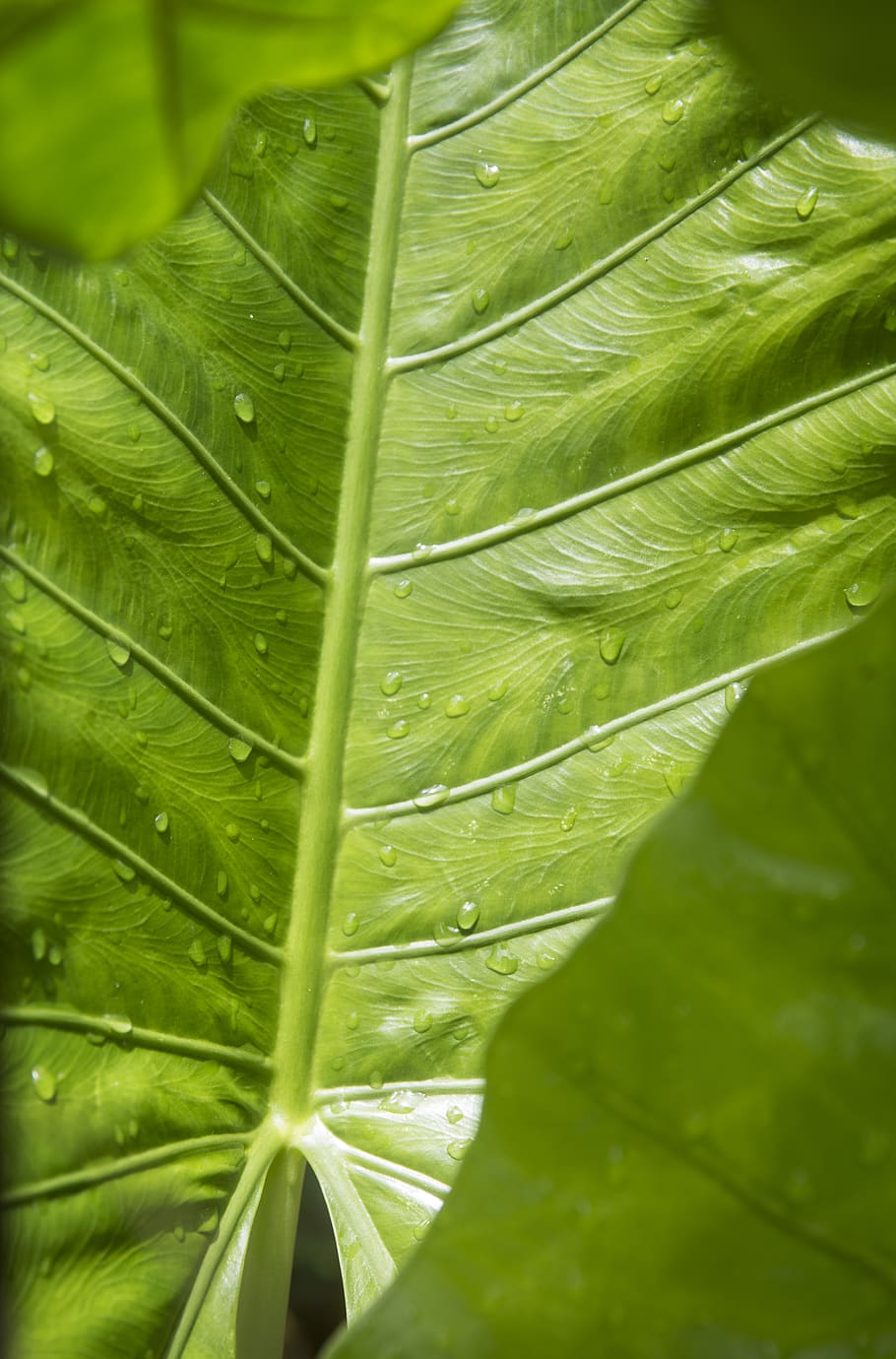 indonesia, bali, leaf, trees, green, rain, nature, forest, plant part HD wallpaper