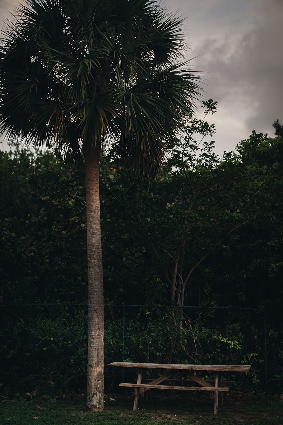 key biscayne, florida, table, park, palm tree, miami, bench HD wallpaper