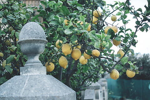 yellow lemon tree, citrus fruit, food, plant, produce, grapefruit HD wallpaper