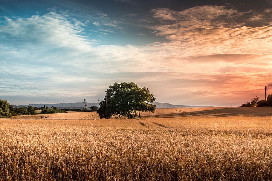 tree, nature, lonely, colours, sunrise, landscape, trees, dark HD wallpaper