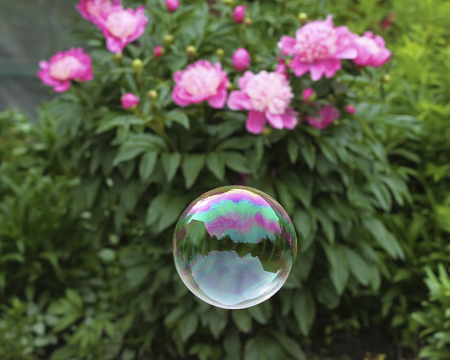 bubble, soap bubble, float, flowers, pink, colour, reflection HD wallpaper