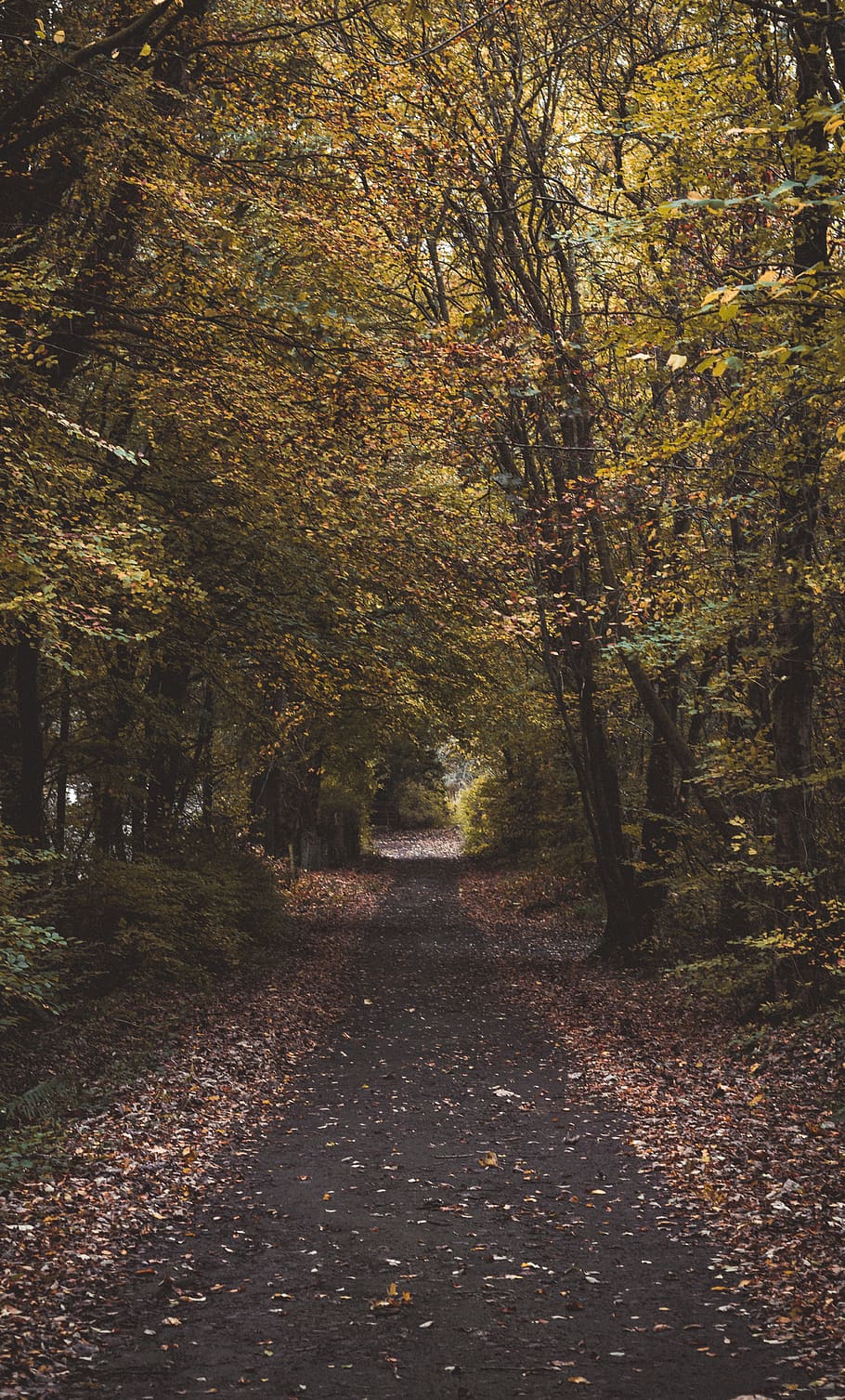 trees, forrest, autumn, leaves, photography, nature, landscape HD wallpaper
