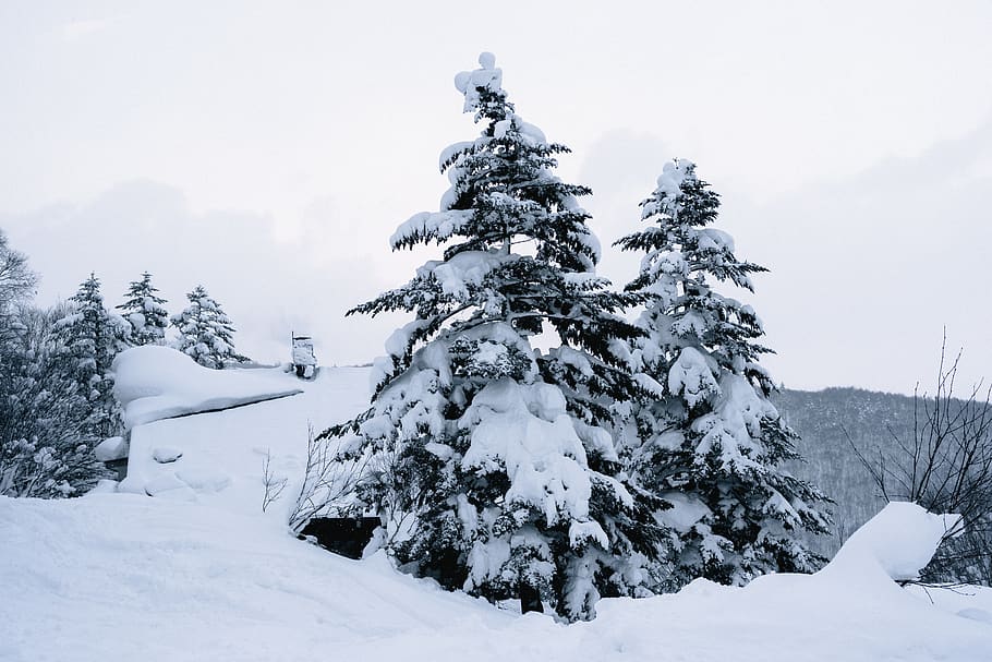 Pine Trees Covered in Snow, cold, conifers, environment, evergreen HD wallpaper