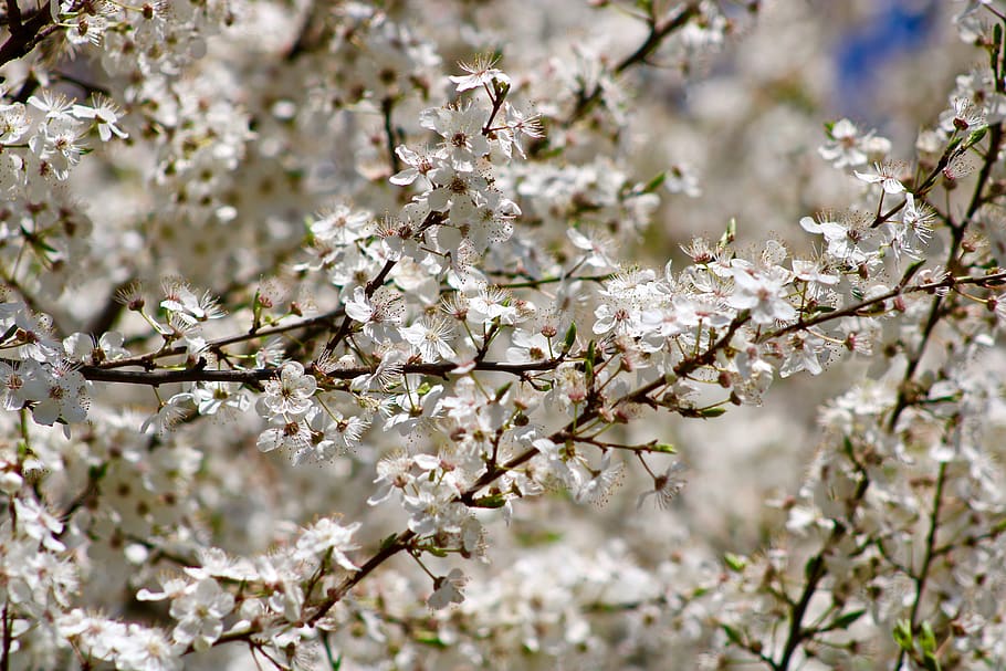 flowers, cherry, tree, spring, branch, nature, cherry blossom HD wallpaper