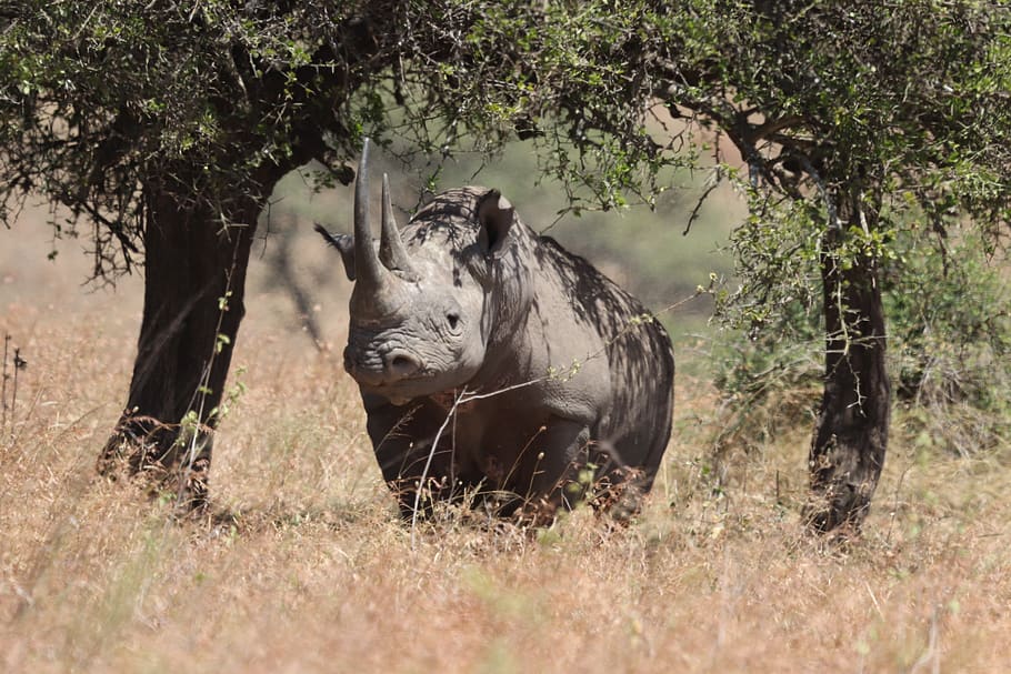 mammal, animal, wildlife, rhino, kenya, nairobi, nairobi national park