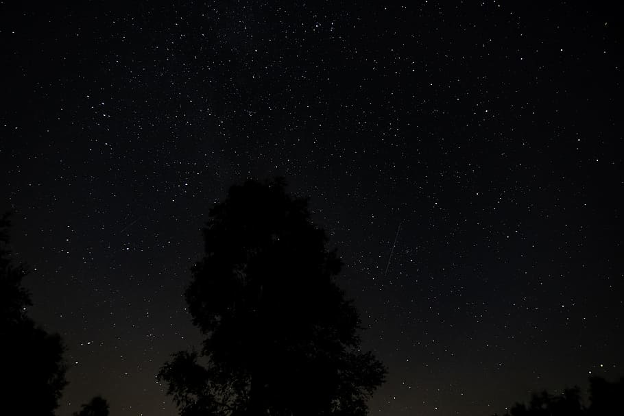 silhouette of tree during nighttime, star, sky, glow, a7rii, sony alpha