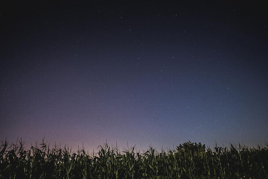 low angle photo of corn field, sky, star, night, evening, astrophotography