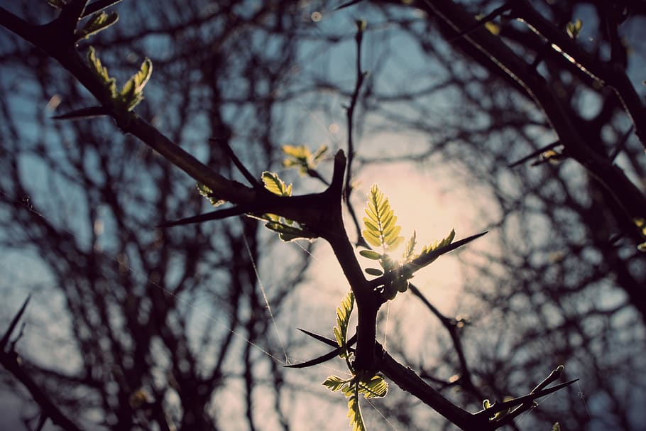 leaf, nature, leaves, green, forests, tree, plant, autumn, trees HD wallpaper