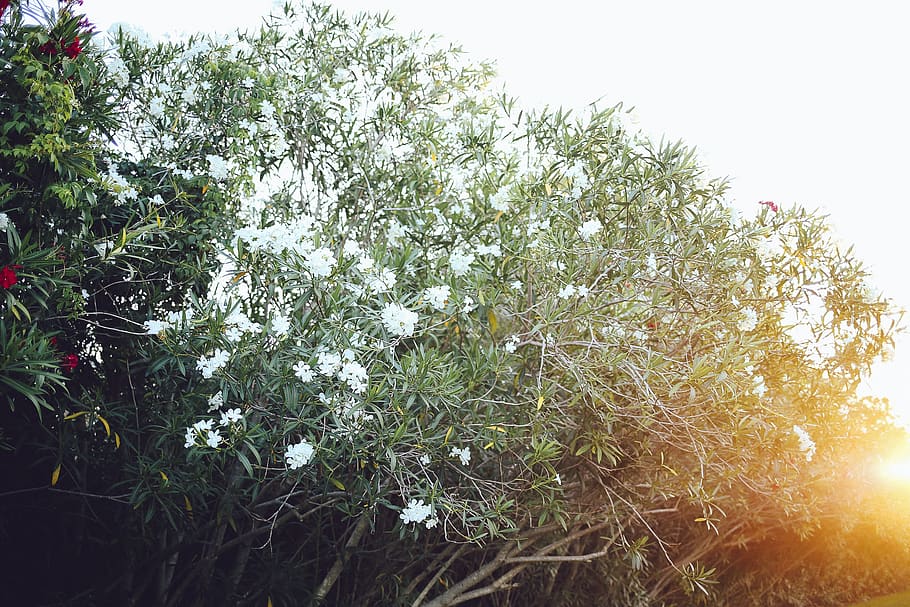 nature, cool, awesome, vsco, vintage, tree, plant, red, green HD wallpaper