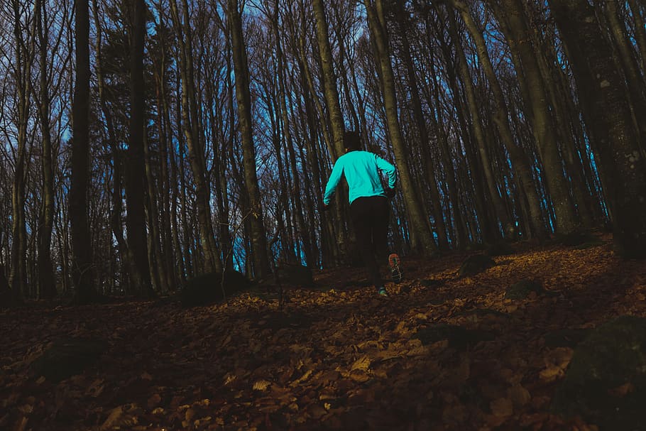 norway, larvik, forest, tree, trees, running, wood, nike, adidas HD wallpaper