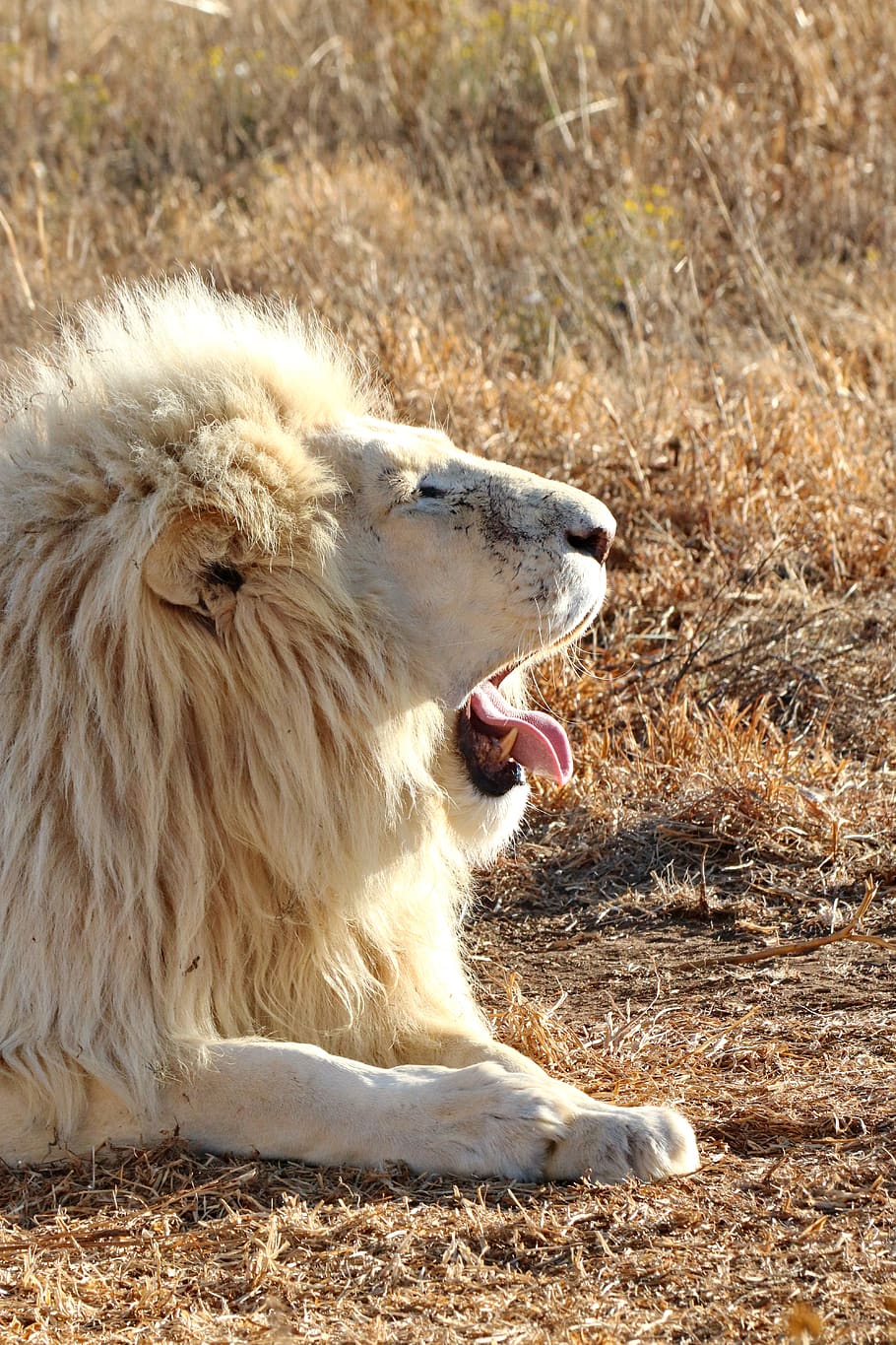 white lion, portrait, cat, animal, wild animals, predator, carnivores, HD wallpaper