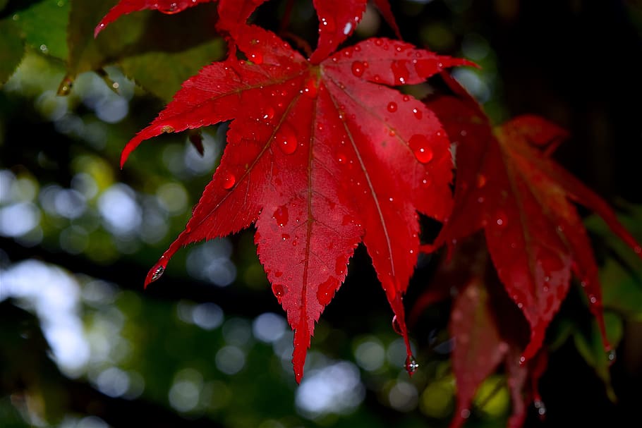 leaf, red, dew, drops, nature, autumn, plant, colorful, fall HD wallpaper