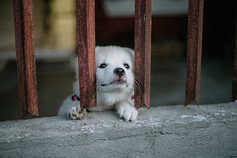 White Puppy, adorable, cage, canine, cute, dog, domestic, eyes HD wallpaper