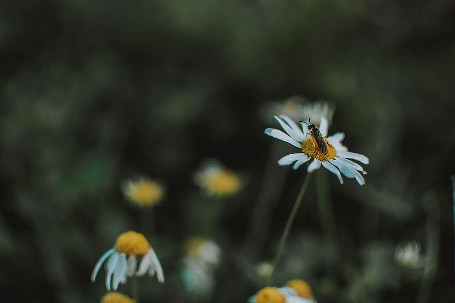Selective Focus Photography Of Soldier Fly On Top Of White Daisy Flower HD wallpaper