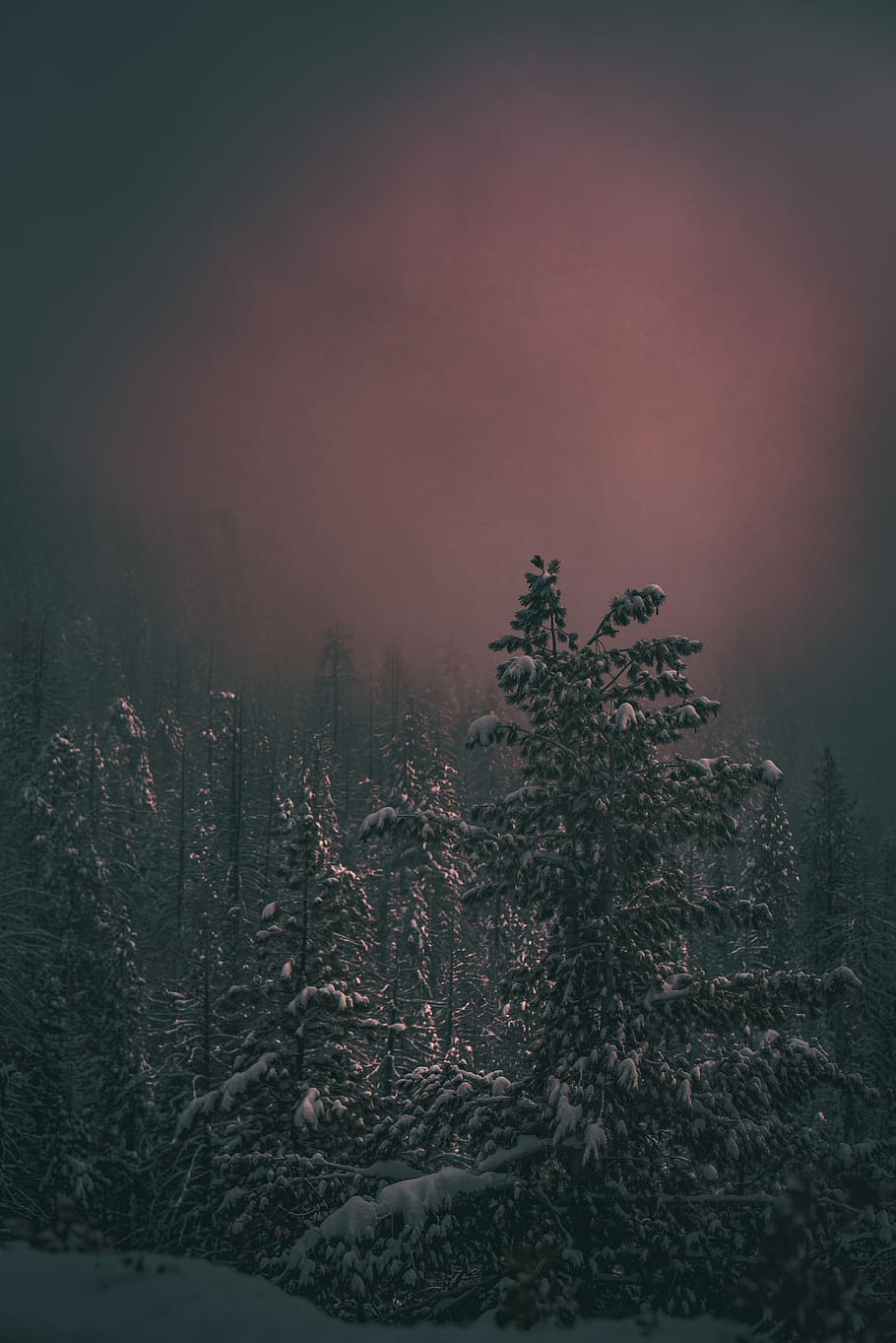 trees covered by snow, plant, land, forest, tranquility, nature HD wallpaper