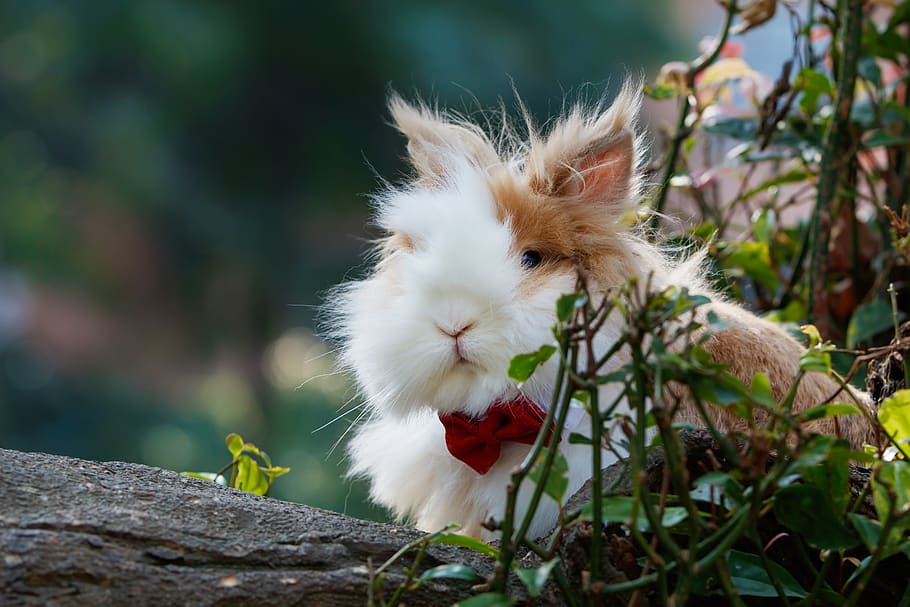 rabbit near tree, animal themes, plant, one animal, mammal, vertebrate HD wallpaper