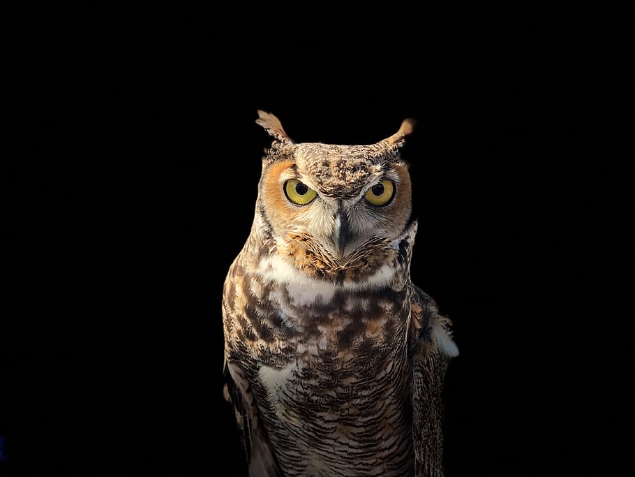 brown owl on a dark place, eye, horned, beak, animal, bird, feather
