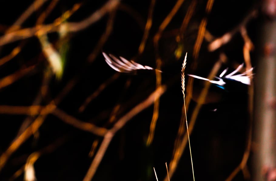 magpie, ambiguous, abstract, texture, bird, wings, feathers HD wallpaper