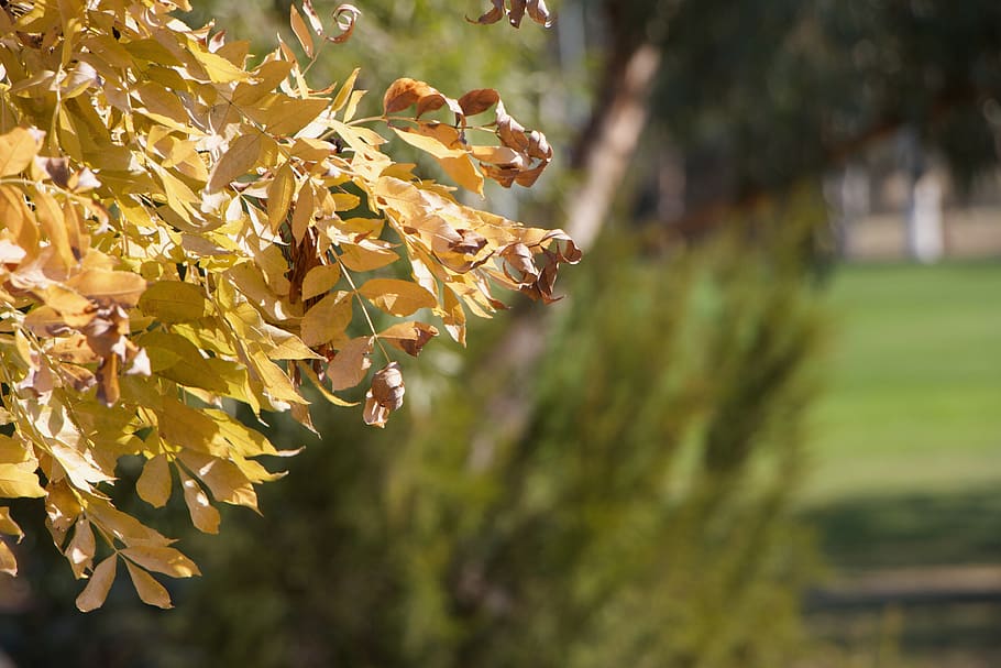 autumn, trees, leaves, plant, growth, beauty in nature, plant part HD wallpaper