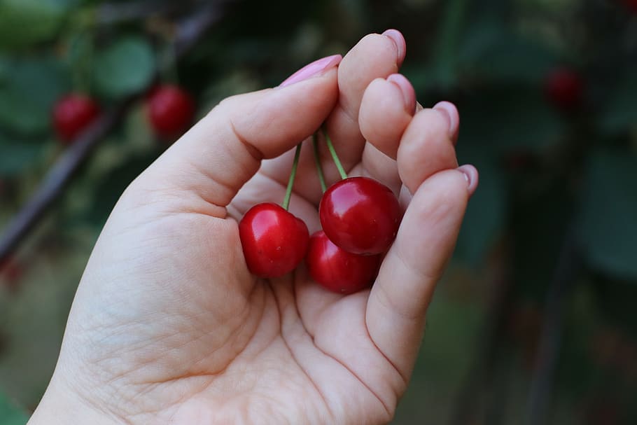 cherries, fruit, cherry, red, nature, eating, sweet, health HD wallpaper