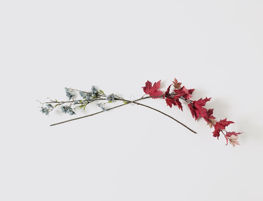 red and white flowers, plant, studio shot, beauty in nature, copy space HD wallpaper