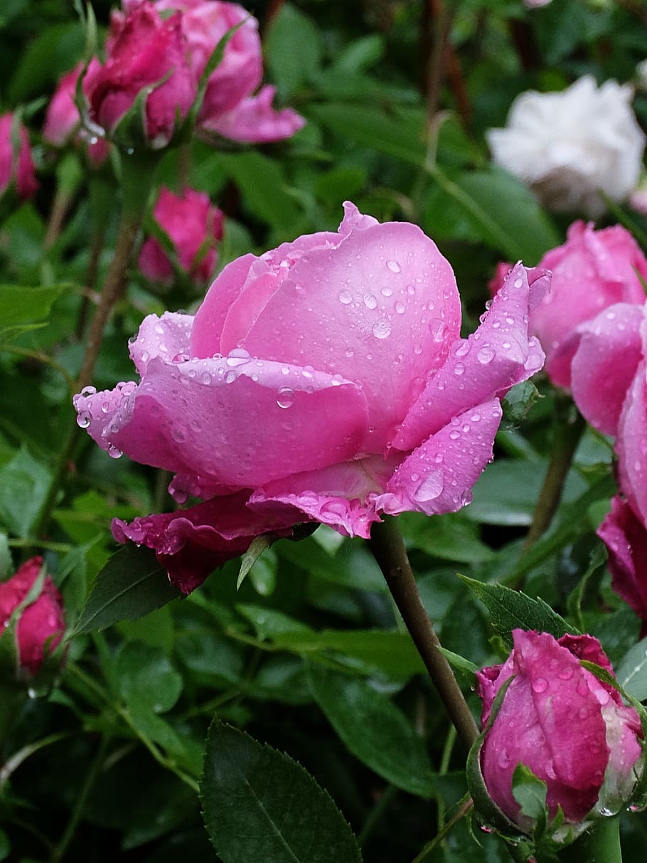 drops, rain, rosa, flower, growth, plant, flowering plant, beauty in nature HD wallpaper