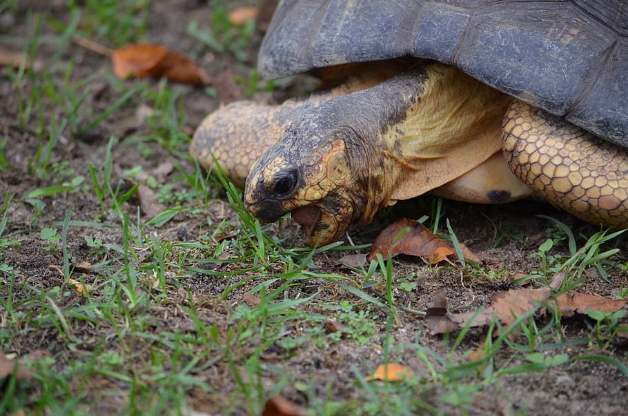 tortoise, shell, reptile, zoo, slowly, armor, tough, wildlife HD wallpaper