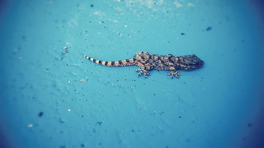 lizard, macro, colors, colorfull, pool, eyes, dof, blur, still HD wallpaper