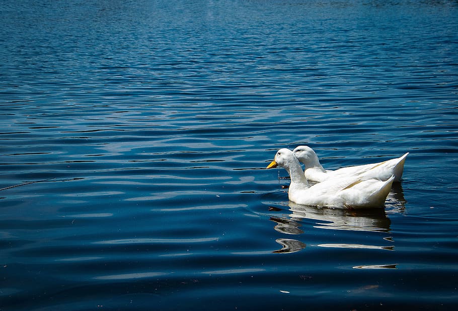 australia, homebush, pond, water, lake, goose, ducks, ducklings, HD wallpaper