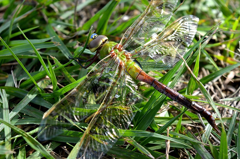 dragonfly, nature, insect, micro, dragonfly wing, animal themes HD wallpaper