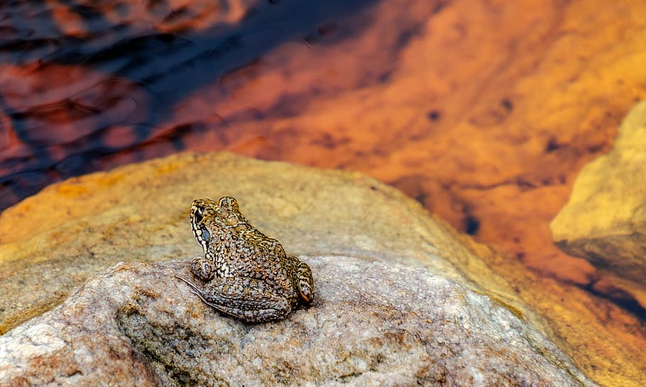 frog, rock, water, pond, nature, amphibian, wildlife, animal HD wallpaper