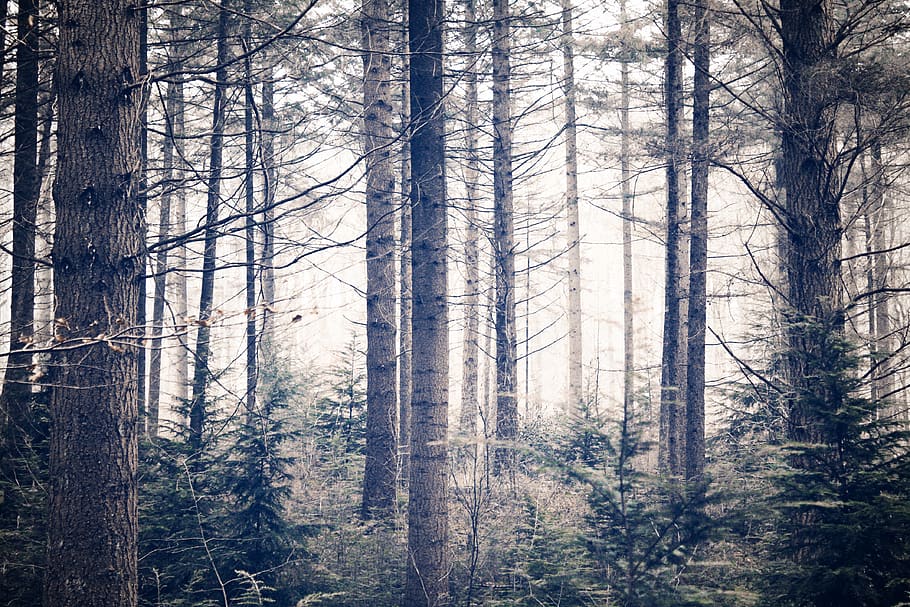 trees, forest, plant, land, woodland, trunk, tree trunk, non-urban scene HD wallpaper