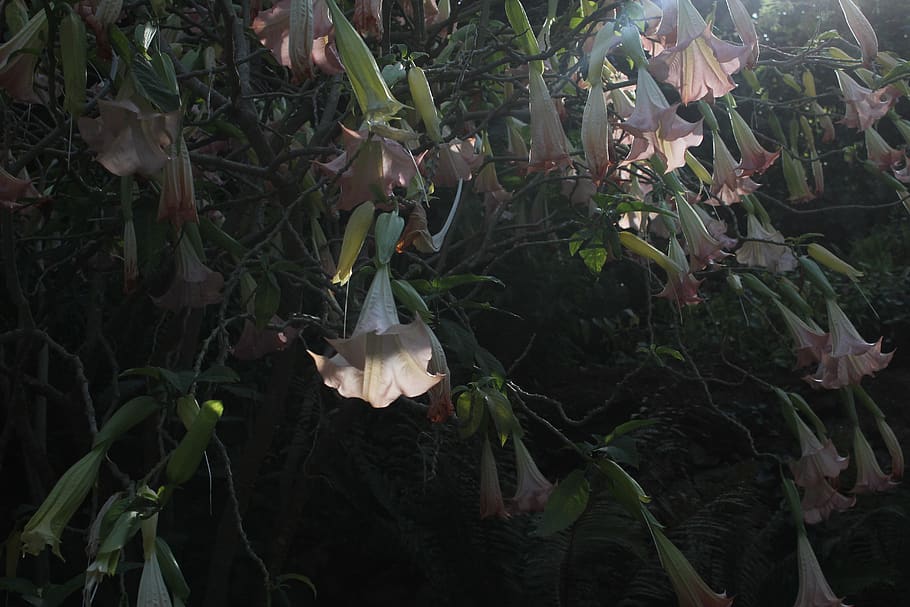 portugal, sintra, quinta da regaleira, growth, plant, beauty in nature