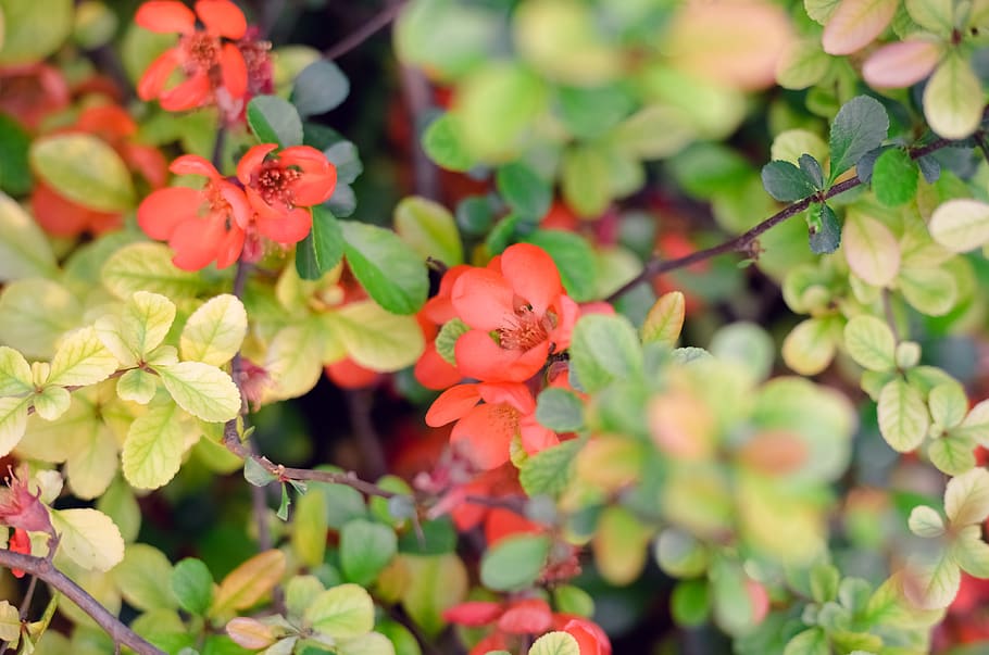 spring, flowers, growth, plant, freshness, beauty in nature HD wallpaper
