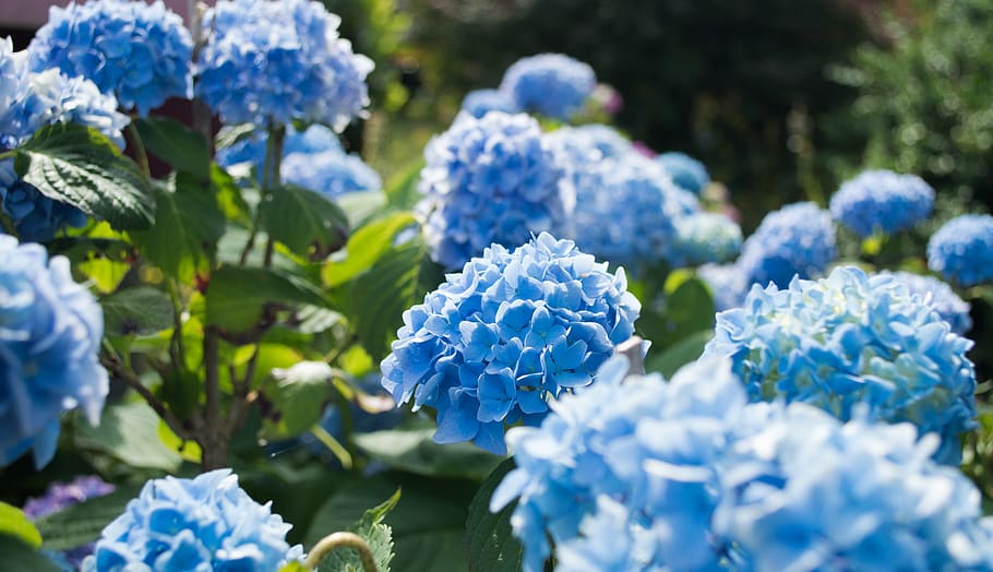 france, blue, flower, hortensia, flowering plant, vulnerability, HD wallpaper