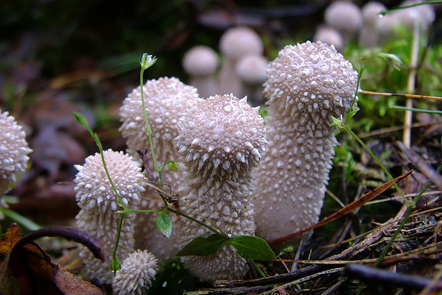 mushrooms, plant, beauty in nature, close-up, growth, fungus HD wallpaper