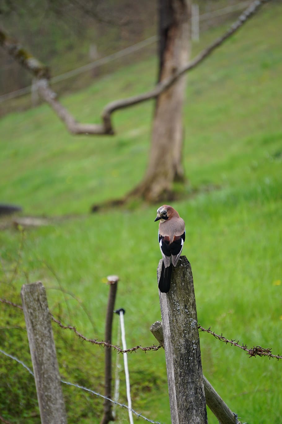 jay, bird, fence, animals, plumage, bird watching, close up HD wallpaper