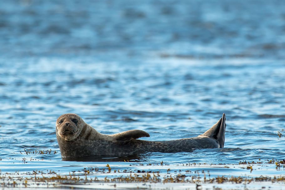 grey seal, robbe, scotland, blue, animal wildlife, mammal, animals in the wild, HD wallpaper