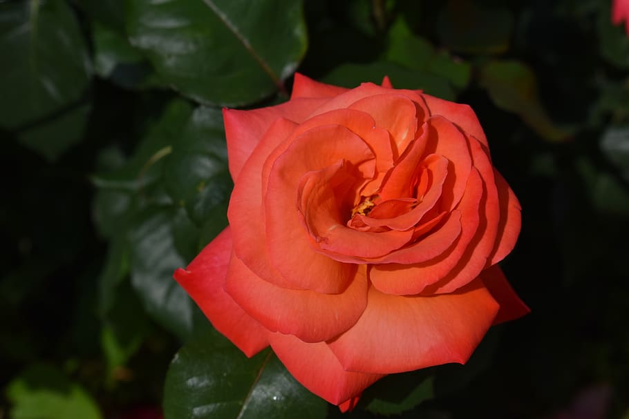 rose, red, flower, bloom, beauty, petals, nature, love, beautiful HD wallpaper