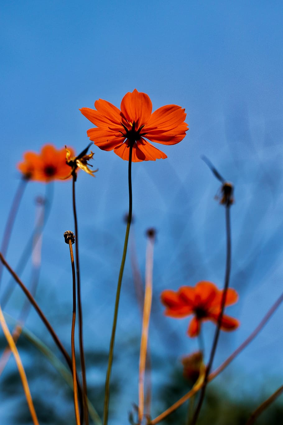 Close-up of Pink Flowers on a Branch · Free Stock Photo