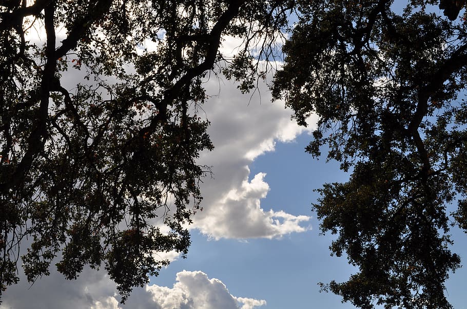 trees, clouds, sky, nature, plant, low angle view, cloud - sky HD wallpaper
