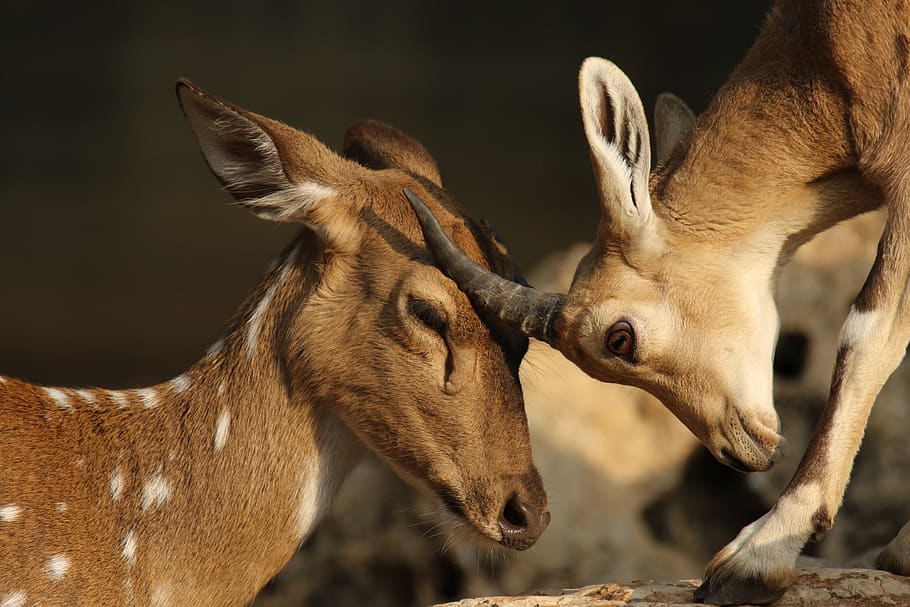 deer, gazelle, rubbing, heads, affection, animal, animal themes, HD wallpaper